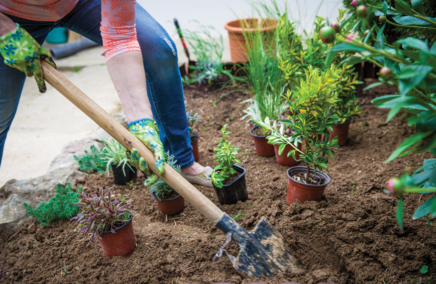Garden from scratch: planting the plants