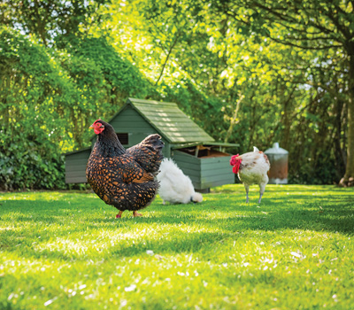 Chooks in the garden