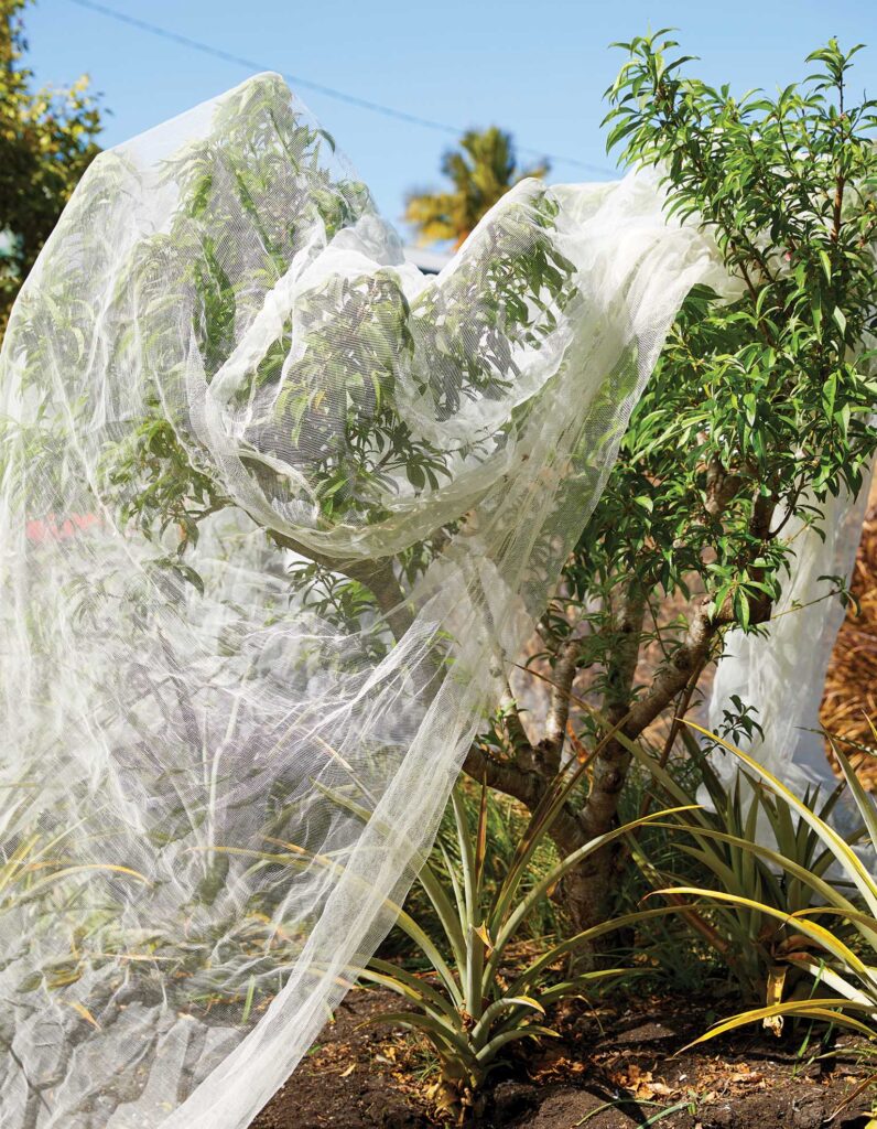 Netting on new citrus tree