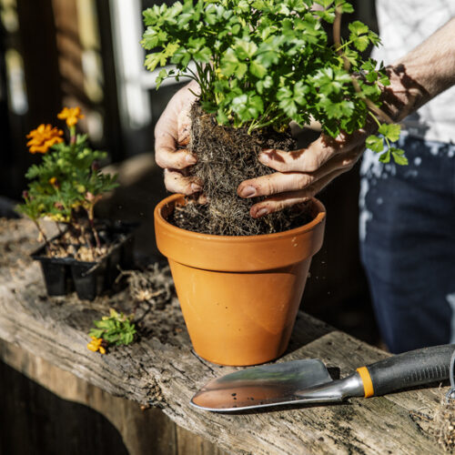 Spring lies in your hands Fiskars repotting