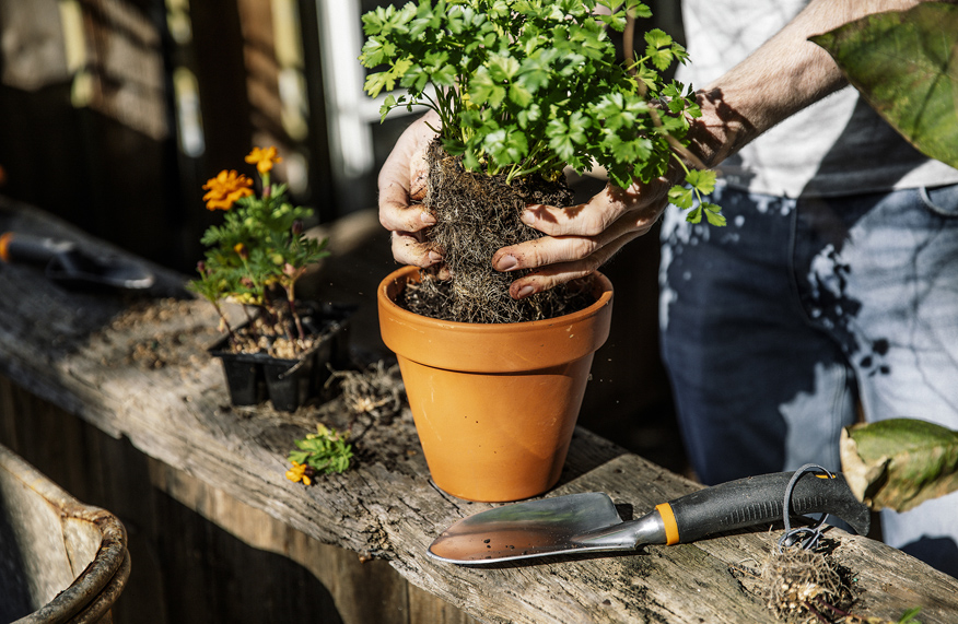 Fiskars repotting