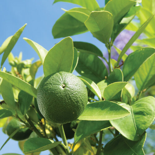new citrus