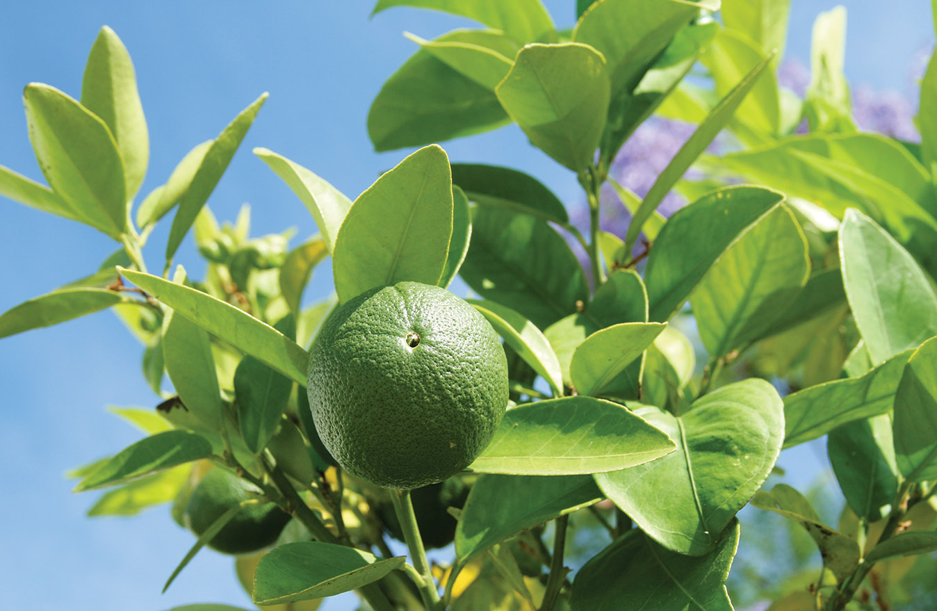 new citrus