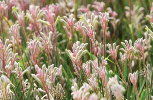 kangaroo paws