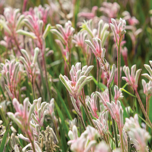 kangaroo paws