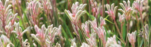 Kangaroo paw