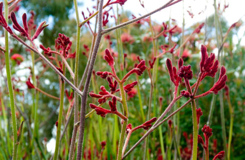 Kangaroo paws
