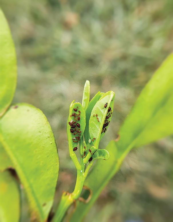 Aphids on new citrus