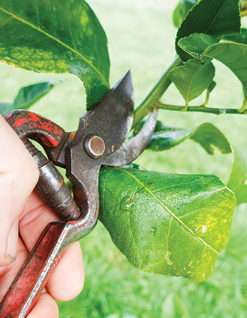 Trimming new citrus