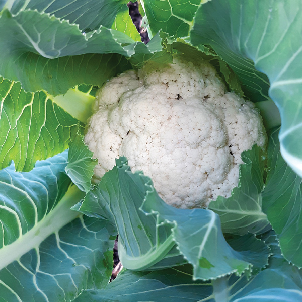 cauliflower