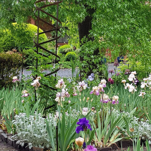 Ashgrove Iris Garden Ashgrove garden South Australia
