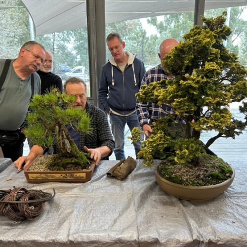 Yarra Valley Bonsai Club Show Day Bonsai tree