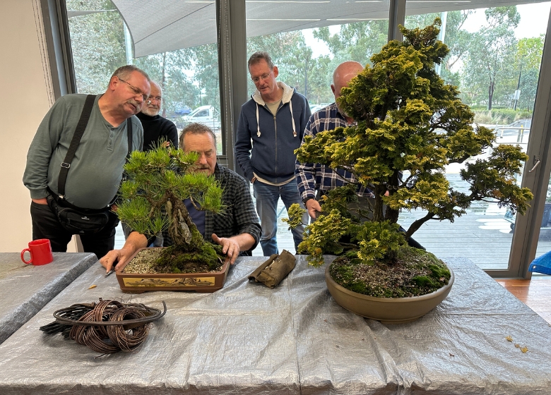 Bonsai tree
