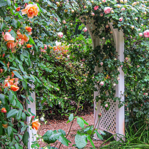 Edenwood Edenwood: Open Gardens South Australia