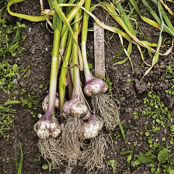Garlic