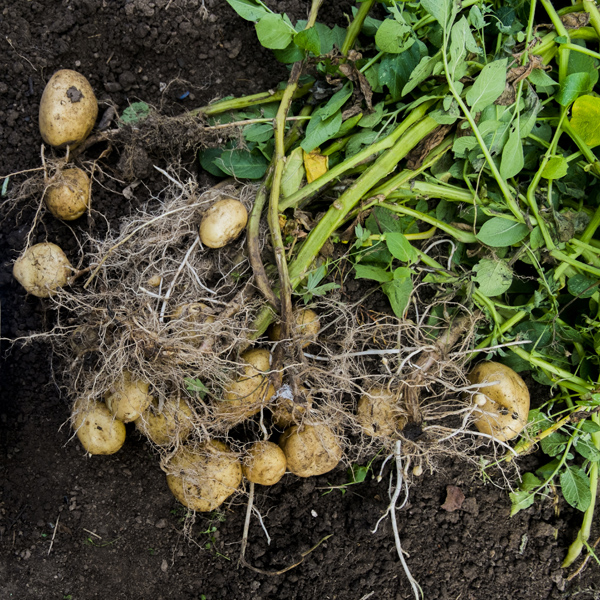 potatoes