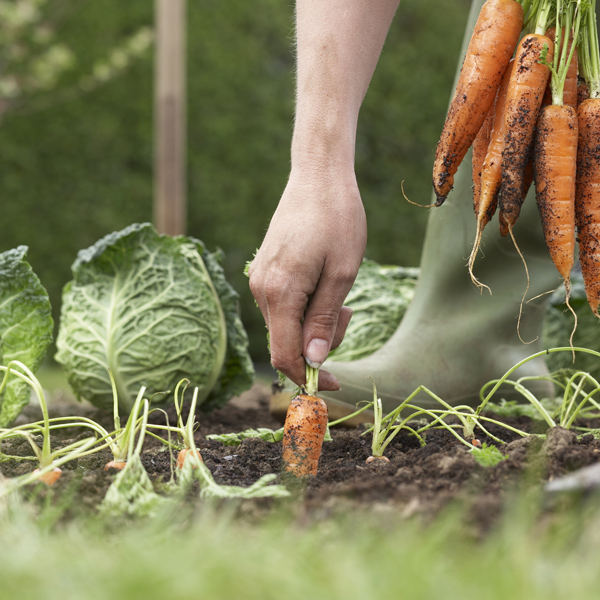 Carrots