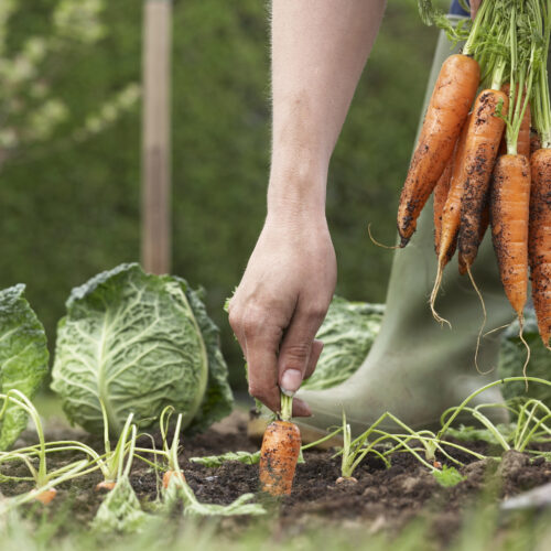 Carrots