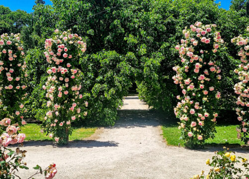 Heritage Rose Garden South Australia