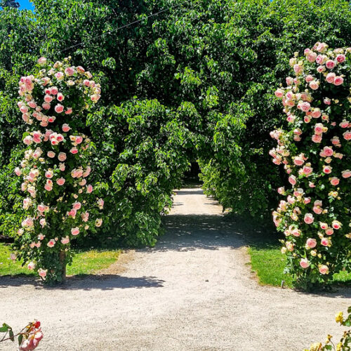 The Heritage Rose Garden Heritage Rose Garden South Australia