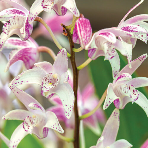 native orchids