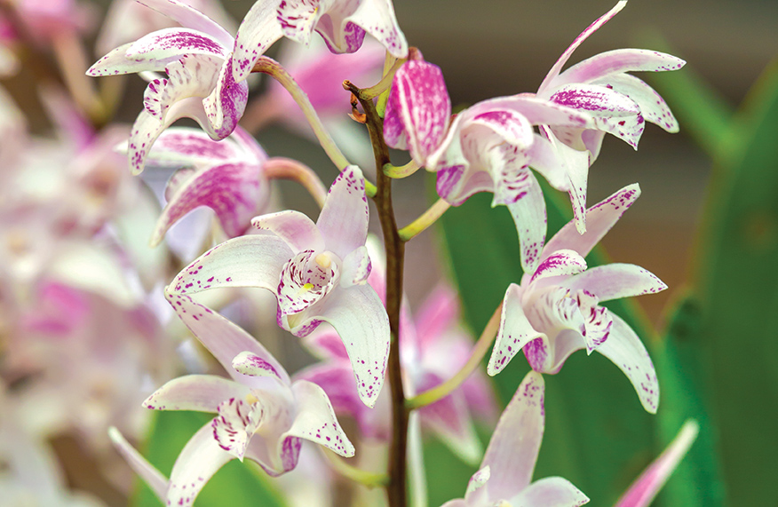 Orchid Species Culture: Dendrobium: Baker, Charles O., Baker