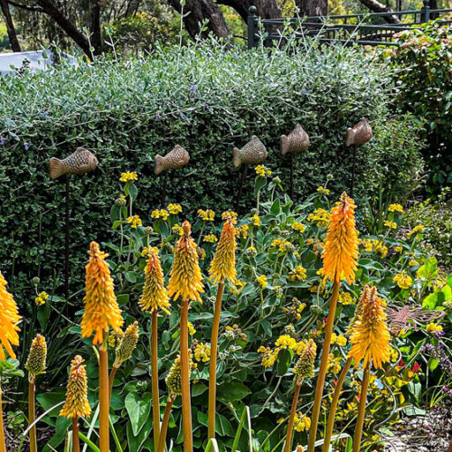 The Glasshouse Garden The Glasshouse: Open Gardens SA