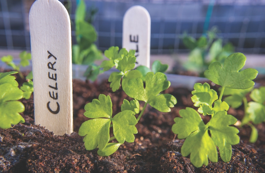 Sowing seed