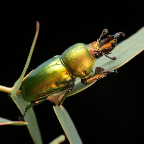 Insect of the Year