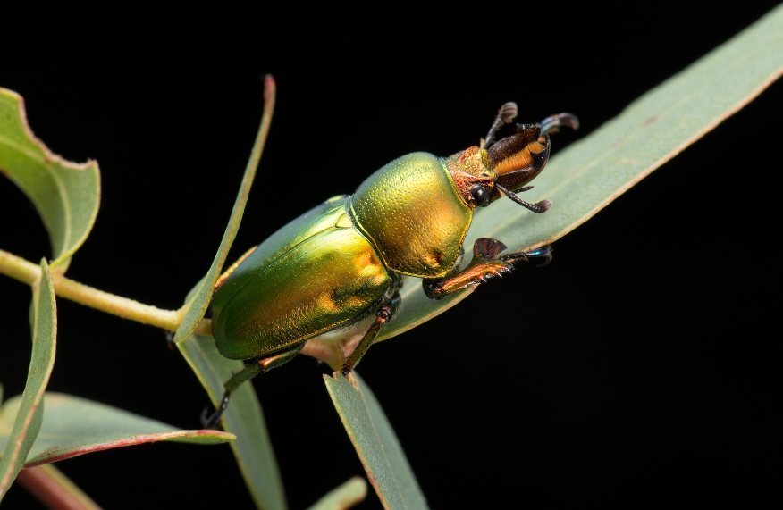 Insect of the Year