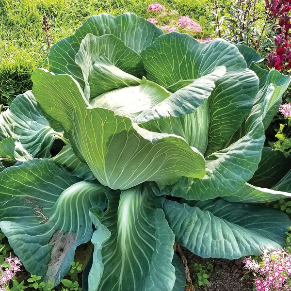 Cabbage