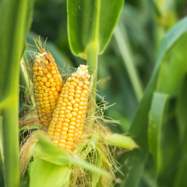 Sweetcorn