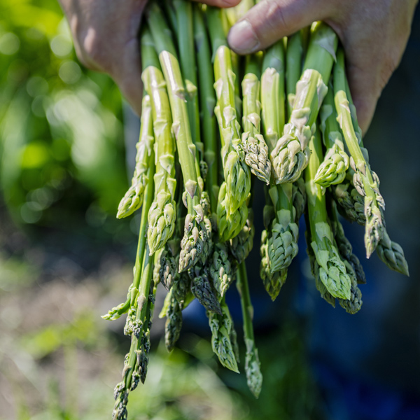 Asparagus