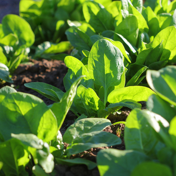 Spinach