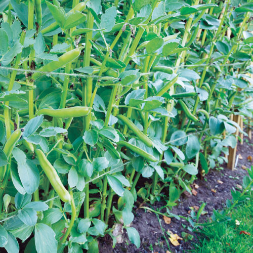 Broad beans