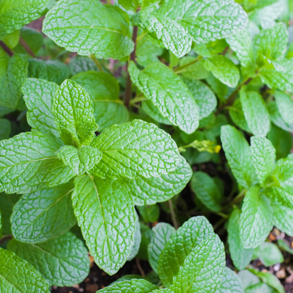 Mint