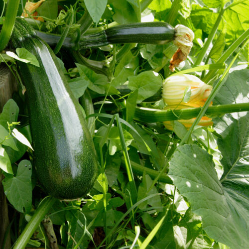 Zucchini