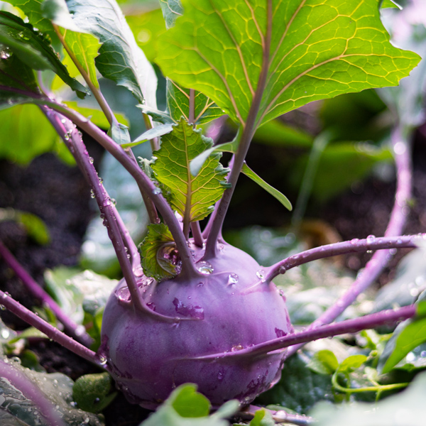 Kohlrabi