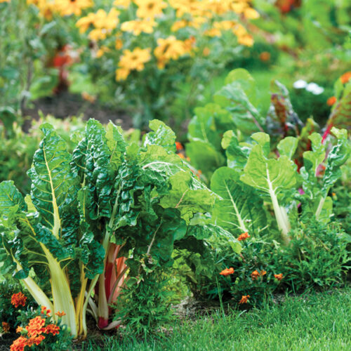 Silverbeet