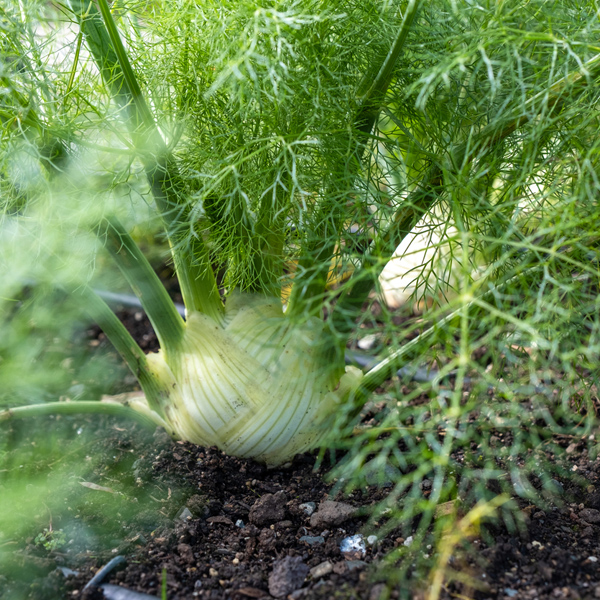 Fennel