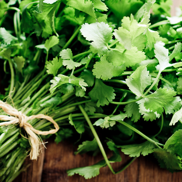 Coriander