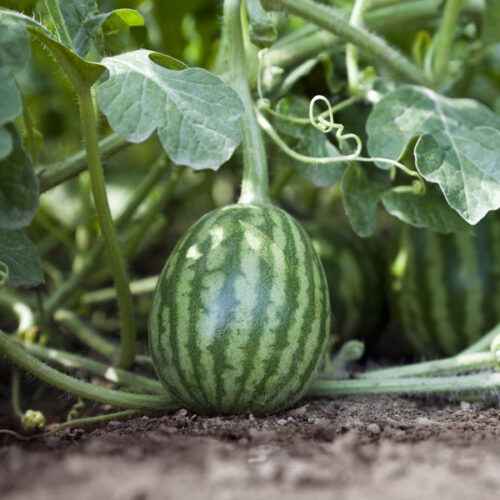 Watermelon