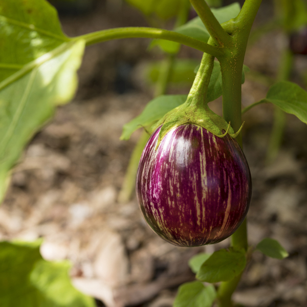 Eggplant