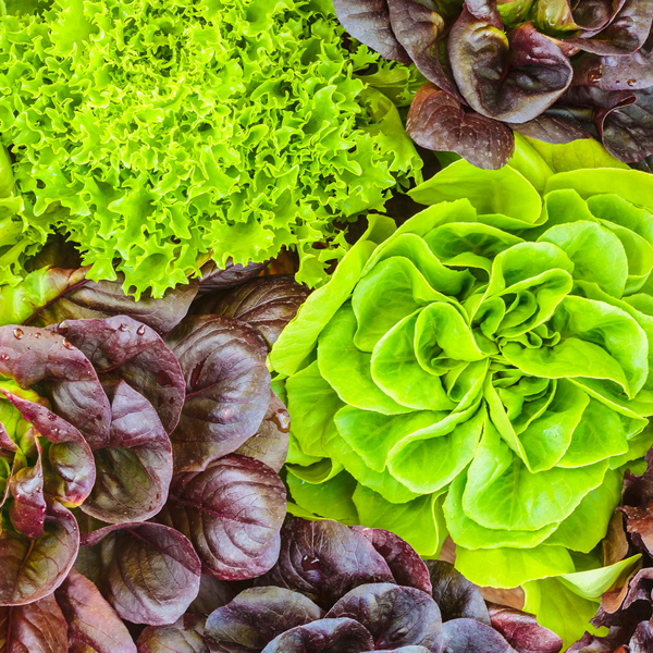 Lettuce