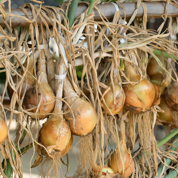 Onion