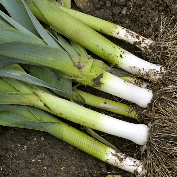 Leek