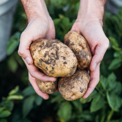 potatoes