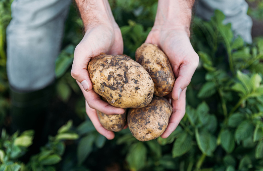 potatoes