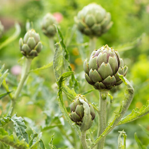 globe artichoke