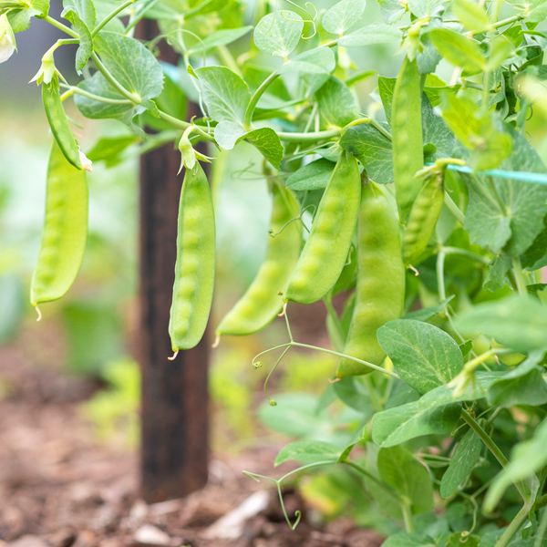 Snow peas
